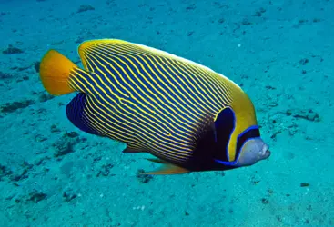 EMPEROR ANGELFISH