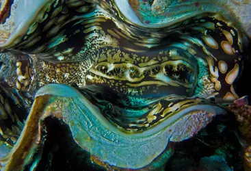 TRIDACNA GIANT CLAM 