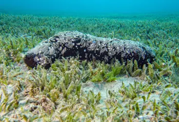 SEA CUCUMBERS