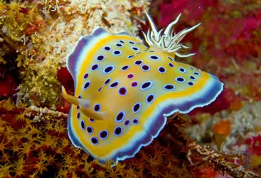  NUDIBRANCHS (NUDIBRANCHIA)