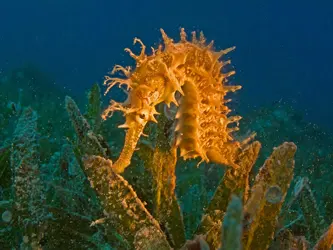 SEAHORSE (HIPPOCAMOUS)