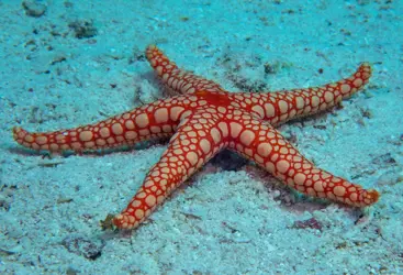 STARFISH (ASTEROIDEA)