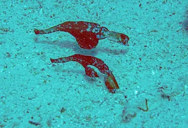 GHOST PIPEFISH (SOLENOSTOMIDAE)