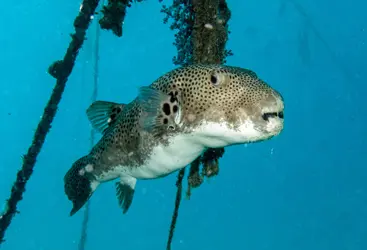 PUFFERFISH 