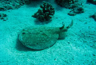 PANTHER TORPEDO RAY TORPEDO PANTHERA