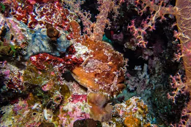 FROGFISH ANTENNARIIDAE