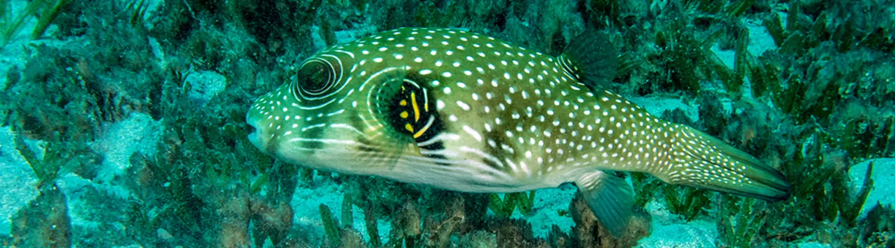 PUFFERFISH 