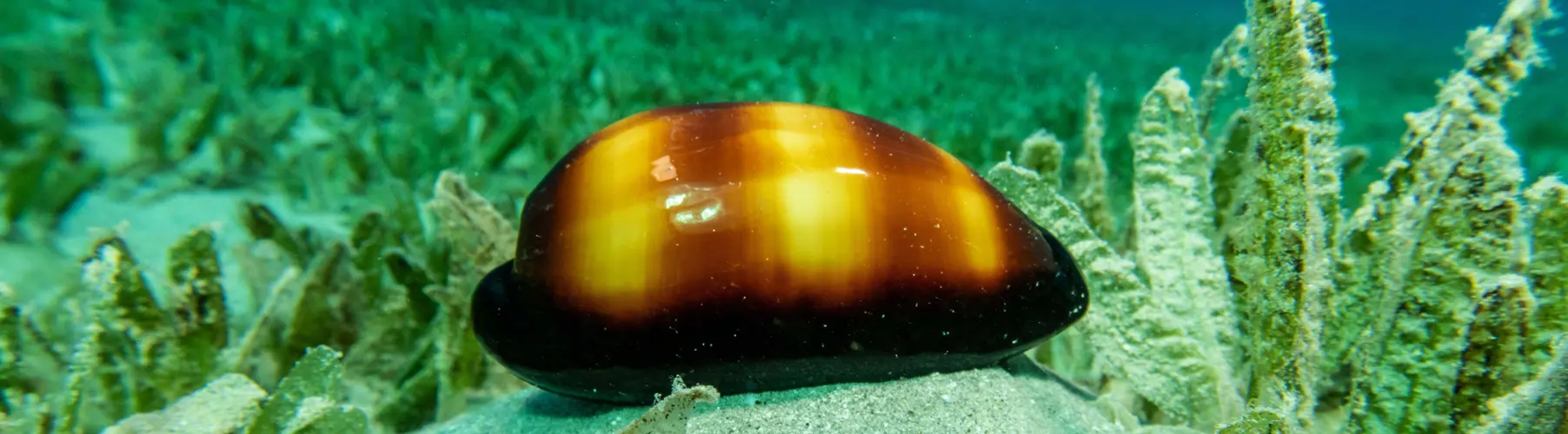 EGG COWRIES 	