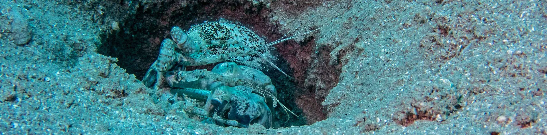 MANTIS SHRIMP / STOMATOPODA 	