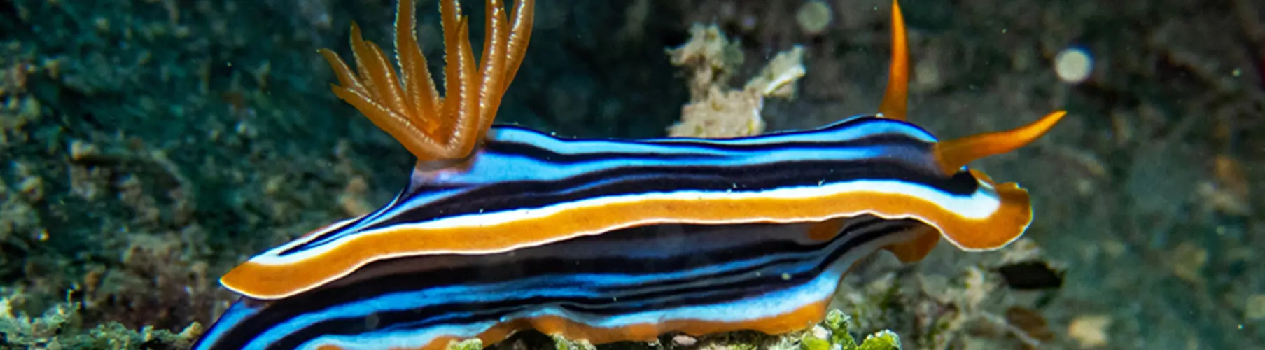  NUDIBRANCHS (NUDIBRANCHIA)