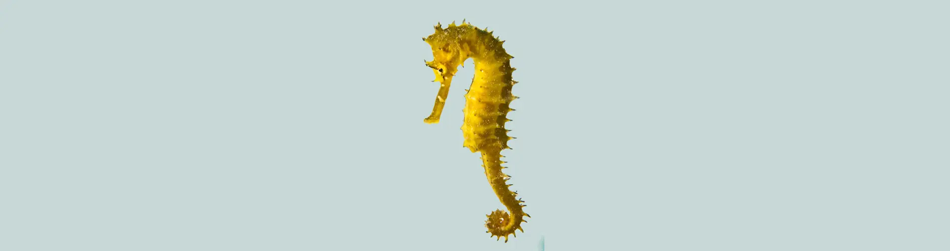 SEAHORSE (HIPPOCAMOUS)