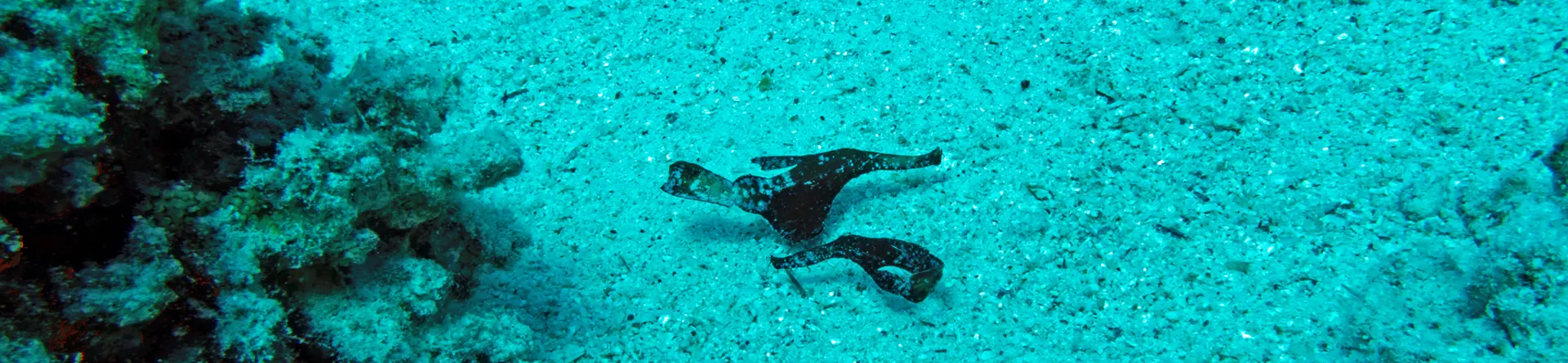 GHOST PIPEFISH (SOLENOSTOMIDAE)