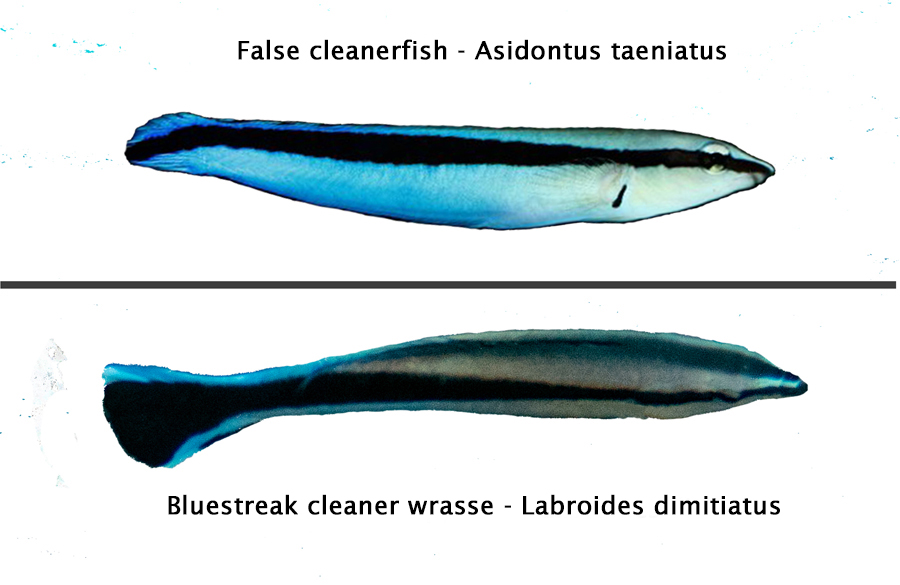 It looks very similar to the real cleaner wrasse. Both are 12 cm long ...