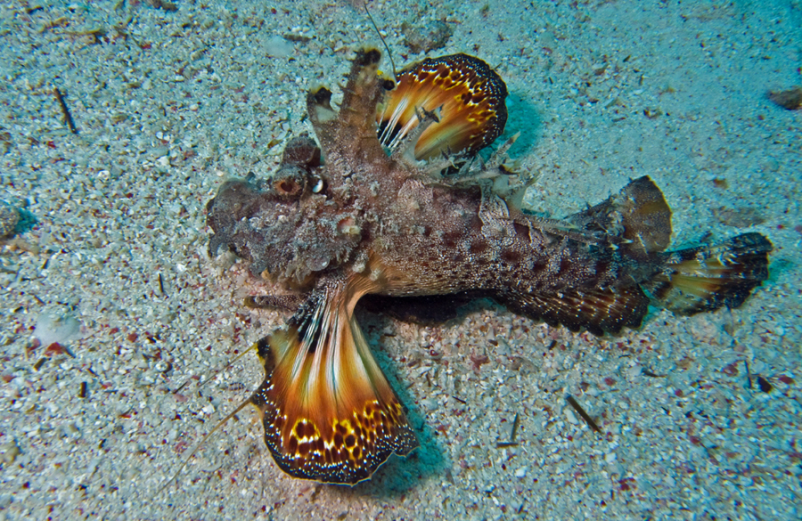 steinfische / synanceiidae, image size:900x585
