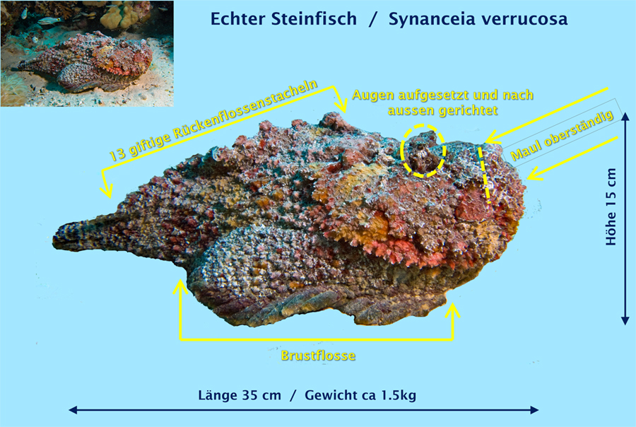 steinfische / synanceiidae, image size:900x604